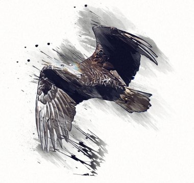 Kel kartal el çizimi ve beyaz arkaplan çizimi üzerine çullanır