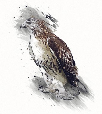 Falcon, arka plan illüstrasyonuna el çizimi ve boya rengi, şahin klasik retro