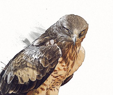 Falcon, arka plan illüstrasyonuna el çizimi ve boya rengi, şahin klasik retro