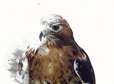 Falcon, arka plan illüstrasyonuna el çizimi ve boya rengi, şahin klasik retro