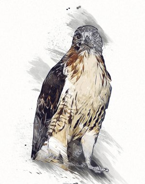 Falcon, arka plan illüstrasyonuna el çizimi ve boya rengi, şahin klasik retro