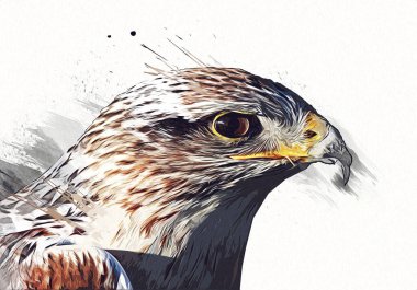 Falcon, arka plan illüstrasyonuna el çizimi ve boya rengi, şahin klasik retro