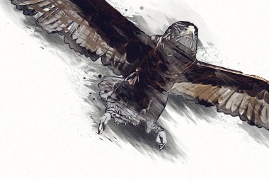Falcon, arka plan illüstrasyonuna el çizimi ve boya rengi, şahin klasik retro