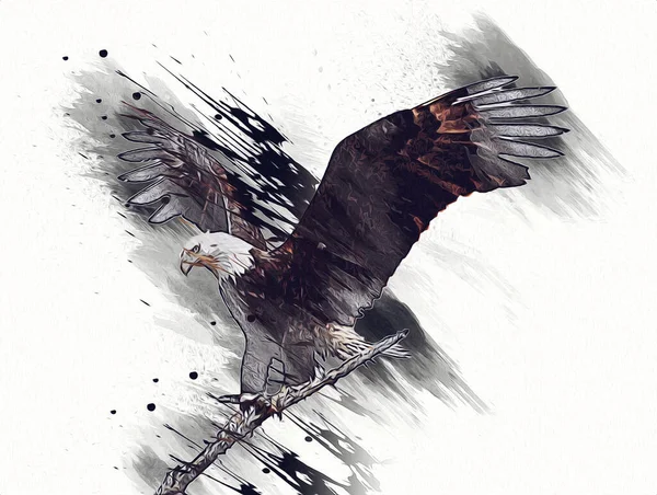 Águila Calva Swoop Aterrizaje Mano Dibujar Pintar Sobre Fondo Blanco —  Fotos de Stock