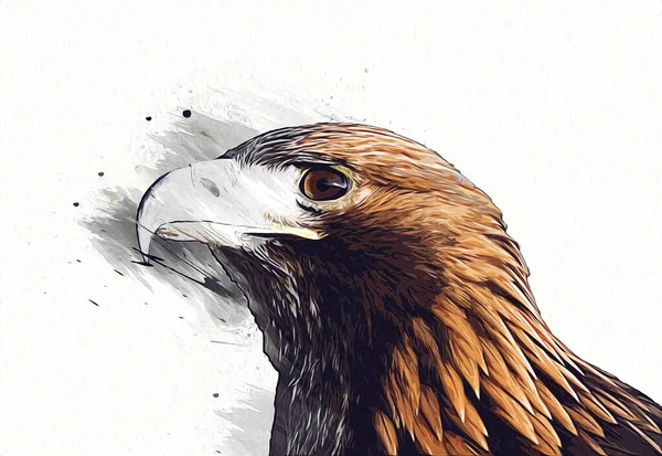 Aquila Calva Swoop Atterraggio Mano Disegnare Dipingere Sfondo Bianco Illustrazione — Foto Stock