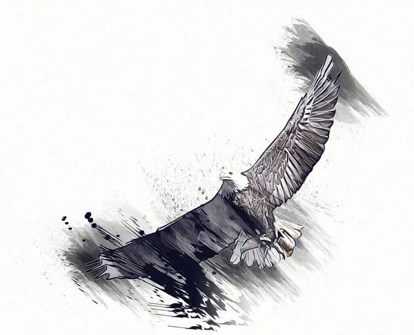 Bald Eagle Swoop Lądowania Strony Rysunku Farby Białym Tle Ilustracji — Zdjęcie stockowe