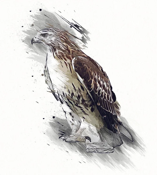 Falcon Landing Swoop Hand Draw Paint Color Background Illustration Hawk — Stock Photo, Image