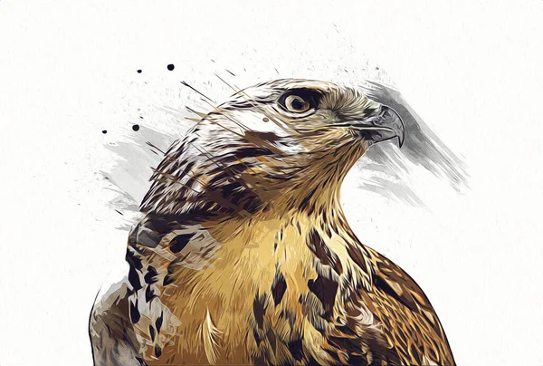 Falcon Landung Swoop Handzeichnung Und Farbe Auf Hintergrund Illustration Hawk — Stockfoto