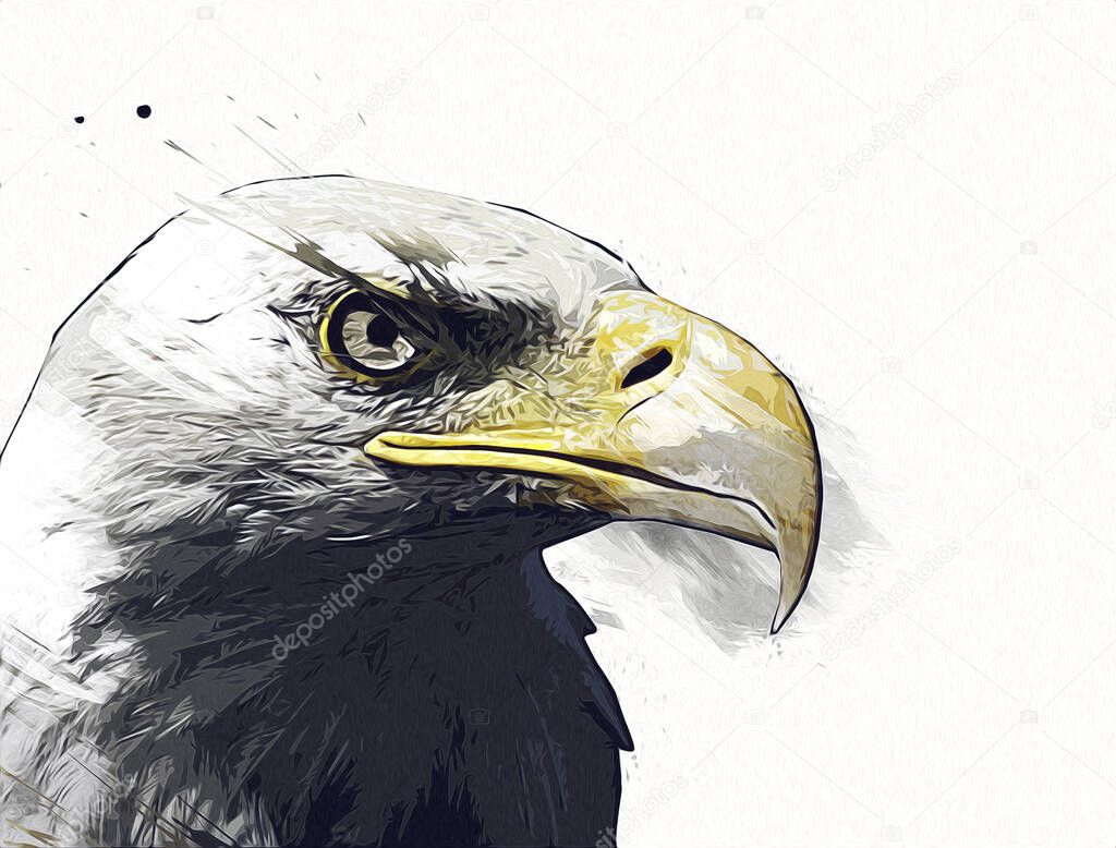 Bald eagle swoop landing hand draw and paint on white background illustration