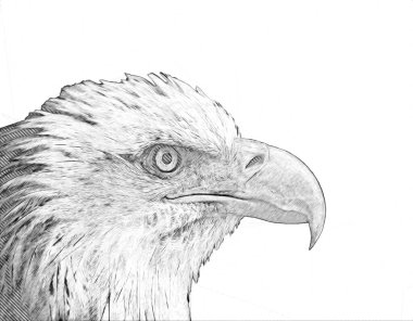 Kel kartal el çizimi ve beyaz arkaplan çizimi üzerine çullanır