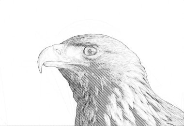 Kel kartal el çizimi ve beyaz arkaplan çizimi üzerine çullanır