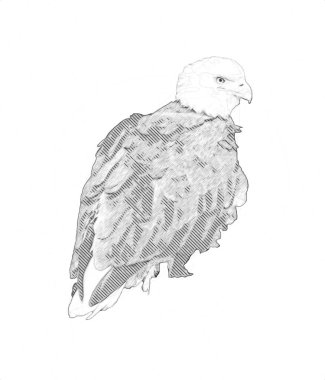 Kel kartal el çizimi ve beyaz arkaplan çizimi üzerine çullanır