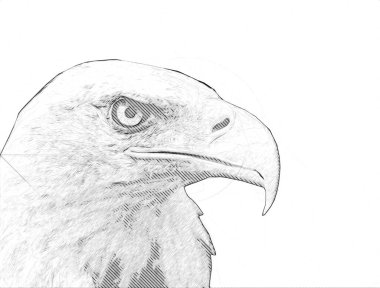 Kel kartal el çizimi ve beyaz arkaplan çizimi üzerine çullanır