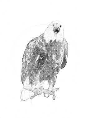 Kel kartal el çizimi ve beyaz arkaplan çizimi üzerine çullanır