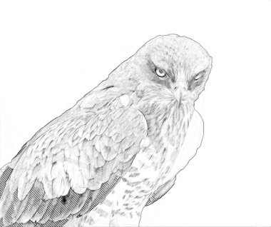 Falcon, arka plan illüstrasyonuna el çizimi ve boya rengi, şahin klasik retro