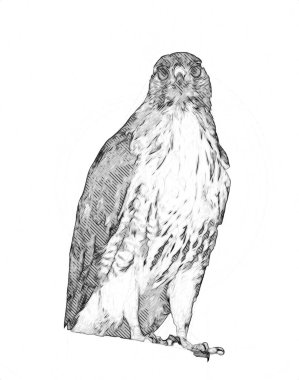 Falcon, arka plan illüstrasyonuna el çizimi ve boya rengi, şahin klasik retro