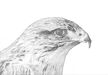 Falcon, arka plan illüstrasyonuna el çizimi ve boya rengi, şahin klasik retro