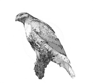 Falcon, arka plan illüstrasyonuna el çizimi ve boya rengi, şahin klasik retro