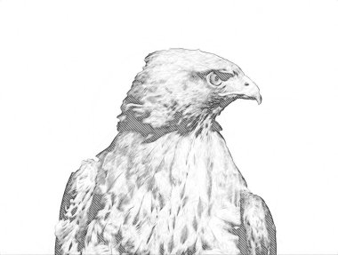 Falcon, arka plan illüstrasyonuna el çizimi ve boya rengi, şahin klasik retro