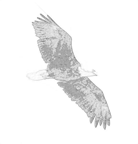 Aquila Calva Swoop Atterraggio Mano Disegnare Dipingere Sfondo Bianco Illustrazione — Foto Stock