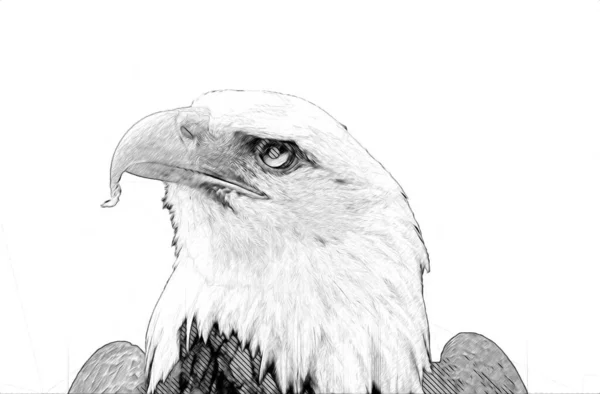 Águila Calva Swoop Aterrizaje Mano Dibujar Pintar Sobre Fondo Blanco — Foto de Stock