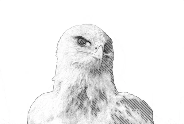 Bald Eagle Swoop Landing Hand Draw Paint White Background Illustration — Stock Photo, Image