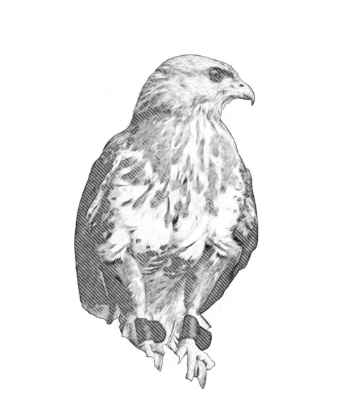 Bald Eagle Swoop Landing Hand Draw Paint White Background Illustration — Stock Photo, Image