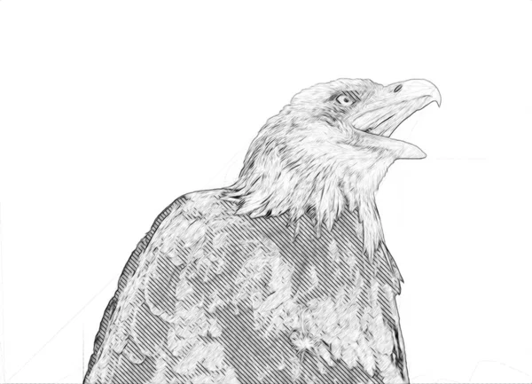 Bald Αετός Swoop Προσγείωση Χέρι Κλήρωση Και Χρώμα Λευκό Φόντο — Φωτογραφία Αρχείου