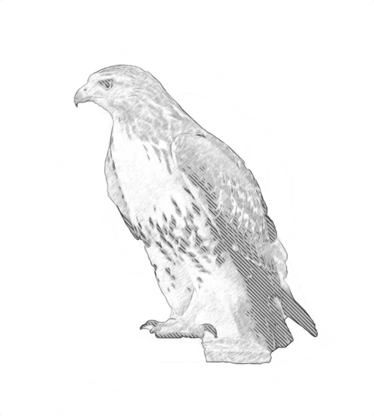 Falcon Landing Swoop Hand Trekken Verf Kleur Achtergrond Illustratie Havik — Stockfoto