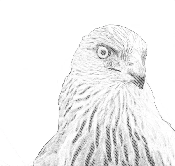 Falcon Atterrissage Swoop Main Dessiner Peindre Couleur Sur Illustration Fond — Photo