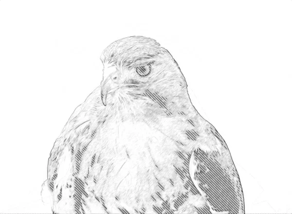 Falcon Arka Plan Illüstrasyonuna Çizimi Boya Rengi Şahin Klasik Retro — Stok fotoğraf