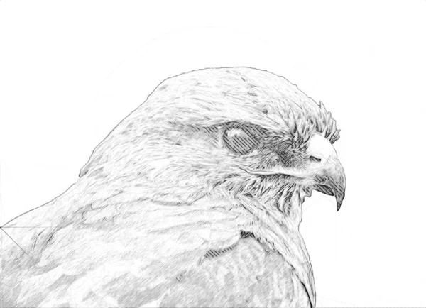 Falcon Atterrissage Swoop Main Dessiner Peindre Couleur Sur Illustration Fond — Photo