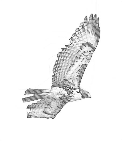 Falcon Landing Swoop Hand Draw Paint Color Background Illustration Hawk — Stock Photo, Image