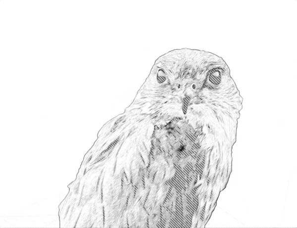 Falcon Přistání Swoop Ruční Kreslení Barvy Pozadí Ilustrace Hawk Vintage — Stock fotografie