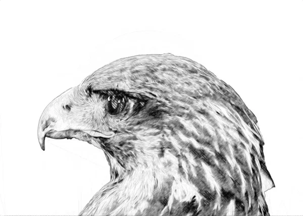 Falcon Atterrissage Swoop Main Dessiner Peindre Couleur Sur Illustration Fond — Photo