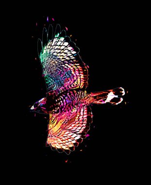 Falcon, arka plan illüstrasyonuna el çizimi ve boya rengi, şahin klasik retro