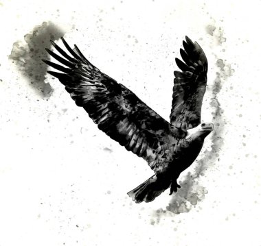 Kel kartal el çizimi ve beyaz arkaplan çizimi üzerine çullanır