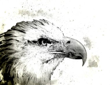 Kel kartal el çizimi ve beyaz arkaplan çizimi üzerine çullanır