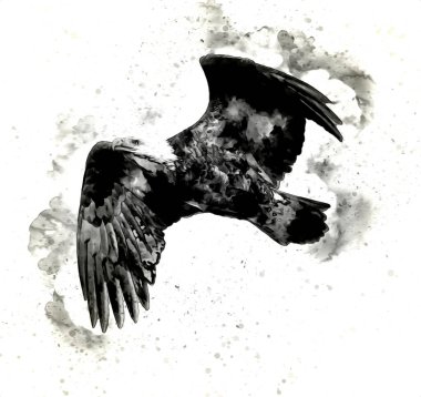 Kel kartal el çizimi ve beyaz arkaplan çizimi üzerine çullanır