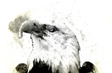 Kel kartal el çizimi ve beyaz arkaplan çizimi üzerine çullanır