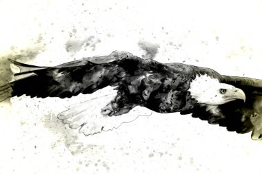 Kel kartal el çizimi ve beyaz arkaplan çizimi üzerine çullanır