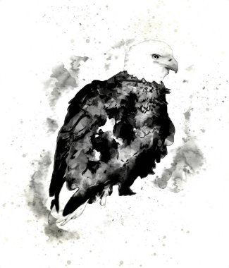 Kel kartal el çizimi ve beyaz arkaplan çizimi üzerine çullanır