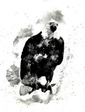 Kel kartal el çizimi ve beyaz arkaplan çizimi üzerine çullanır