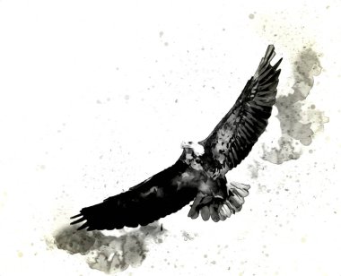 Kel kartal el çizimi ve beyaz arkaplan çizimi üzerine çullanır