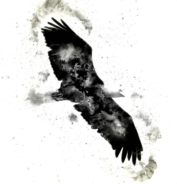 Bald Αετός Swoop Προσγείωση Χέρι Κλήρωση Και Χρώμα Λευκό Φόντο — Φωτογραφία Αρχείου