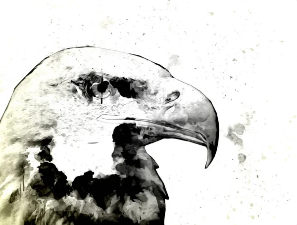 Bald Eagle Swoop Lądowania Strony Rysunku Farby Białym Tle Ilustracji — Zdjęcie stockowe