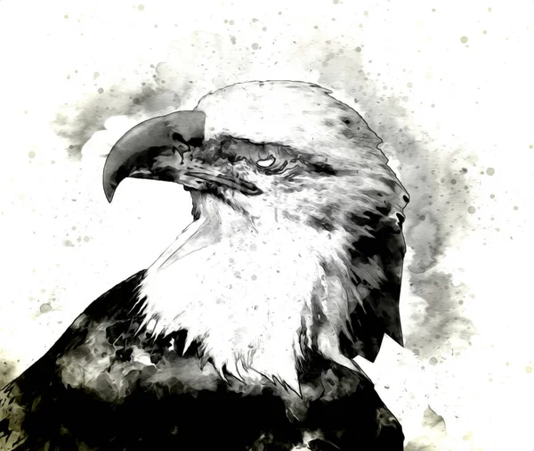 Bald eagle swoop landing hand draw and paint on white background illustration