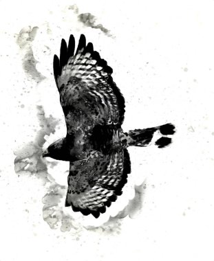 Falcon, arka plan illüstrasyonuna el çizimi ve boya rengi, şahin klasik retro