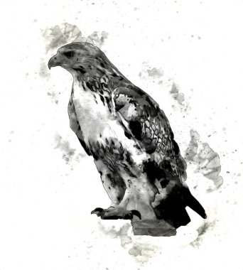 Falcon, arka plan illüstrasyonuna el çizimi ve boya rengi, şahin klasik retro