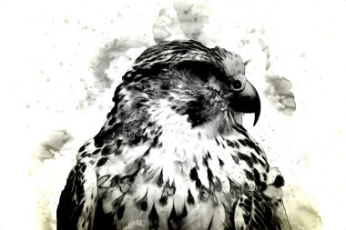 Falcon, arka plan illüstrasyonuna el çizimi ve boya rengi, şahin klasik retro